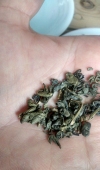 Gunpowder Tea ou Chá Pólvora
